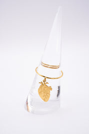 Anello Anatomia